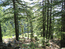лес на склонах Дарамсалы