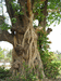 дерево бодхи оплетенное баньяном